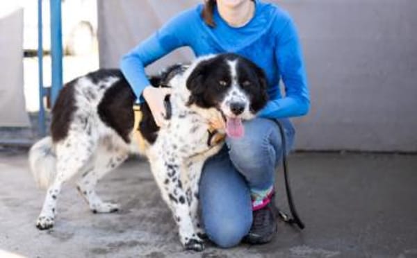 Stracciatella ist ein wundervoller Rüde