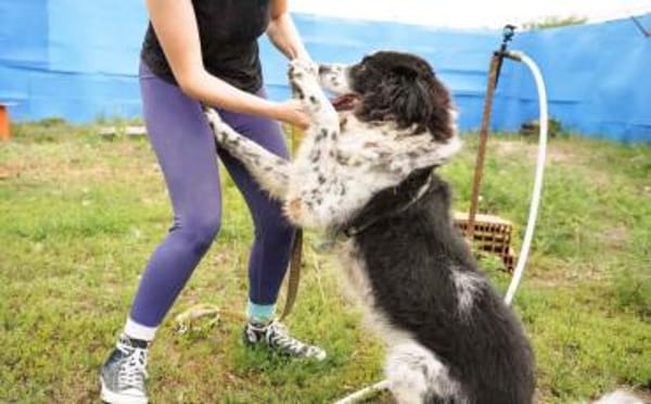Stracciatella ist ein wundervoller Rüde