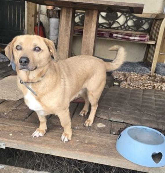 Theo-ein Freund fürs Leben