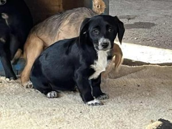 COSMA - sucht ein liebevolles Zuhause!