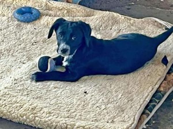 COSMA - sucht ein liebevolles Zuhause!