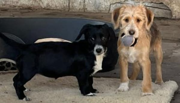 COSMA - sucht ein liebevolles Zuhause!