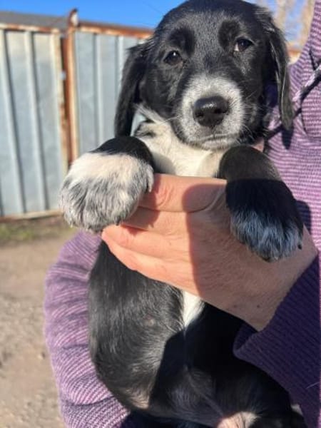 COSMA - sucht ein liebevolles Zuhause!