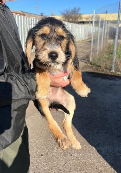 COOKIE - bezauberndes Cockermix-Mädchen!