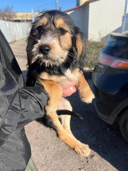 COOKIE - bezauberndes Cockermix-Mädchen!