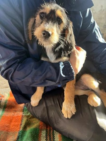 COOKIE - bezauberndes Cockermix-Mädchen!