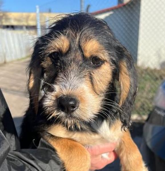 COOKIE - bezauberndes Cockermix-Mädchen!