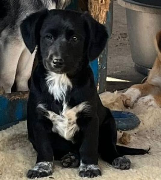 COCO - eine von sechs Cocker-Welpen!