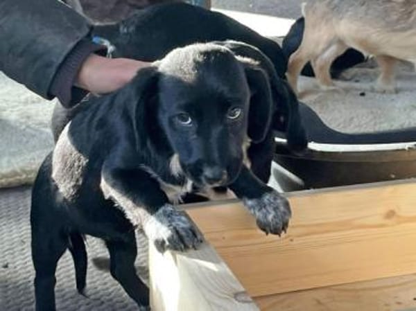 COCO - eine von sechs Cocker-Welpen!