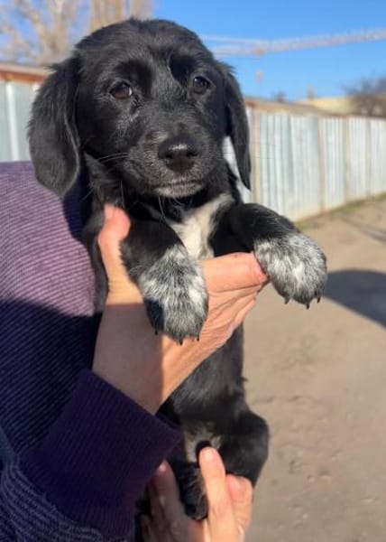 COCO - eine von sechs Cocker-Welpen!