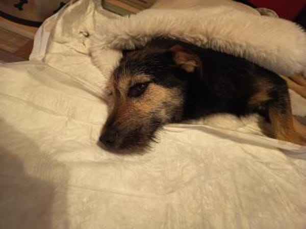 Philipp sucht sein Für-immer-Zuhause