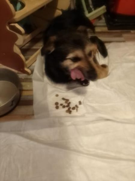 Philipp sucht sein Für-immer-Zuhause