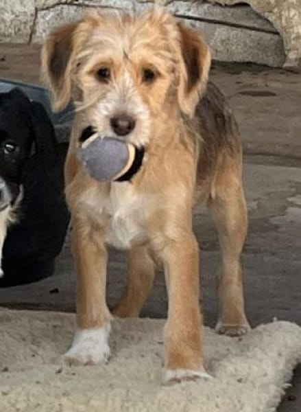 CINI - neugierig und aktiv!