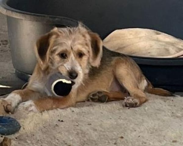 CINI - neugierig und aktiv!