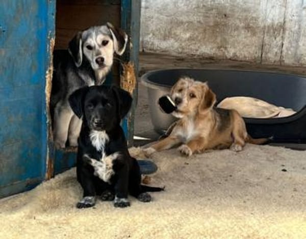 CINI - neugierig und aktiv!