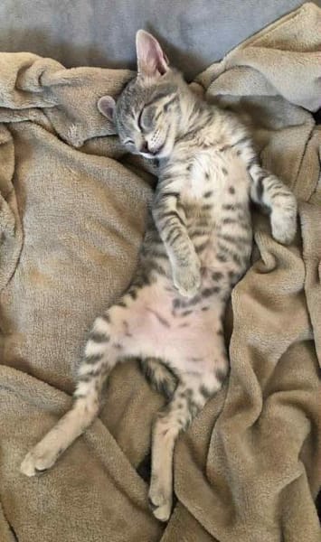 Follette & Caillou Aus dem Tierschutz