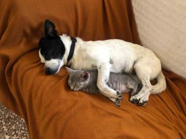 Follette & Caillou Aus dem Tierschutz