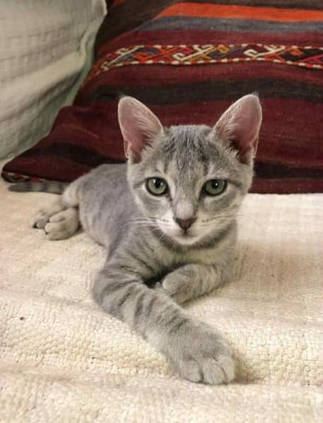 Follette & Caillou Aus dem Tierschutz