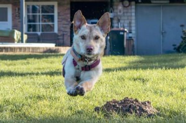 Papi - wartet in 45549 Sprockhövel