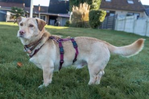 Papi - wartet in 45549 Sprockhövel