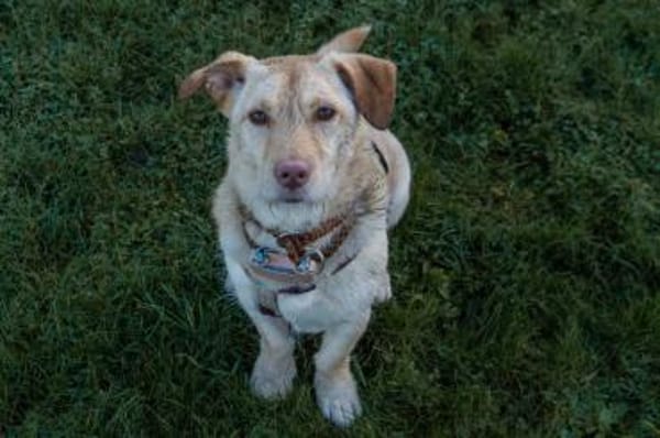 Papi - wartet in 45549 Sprockhövel