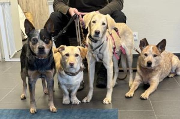 Papi - wartet in 45549 Sprockhövel