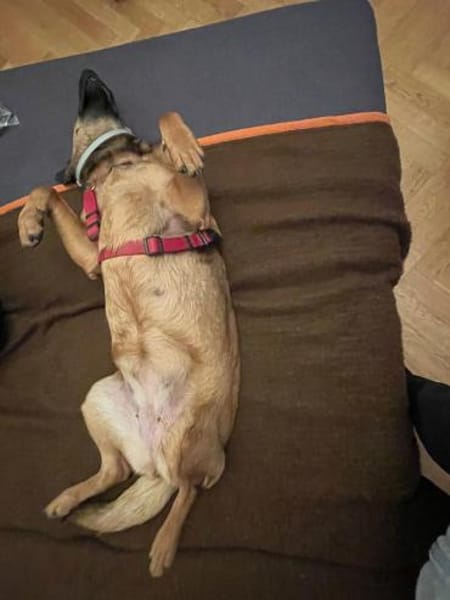 Süße Tiffi sucht ihre Menschen