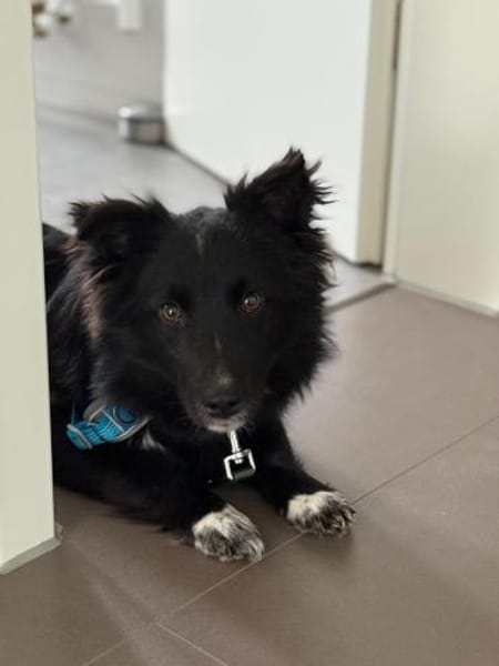 Biscuit aka Keks (C)