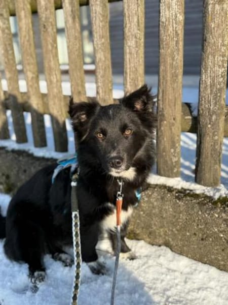 Biscuit aka Keks (C)