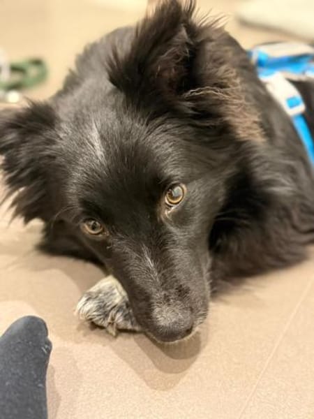 Biscuit aka Keks (C)