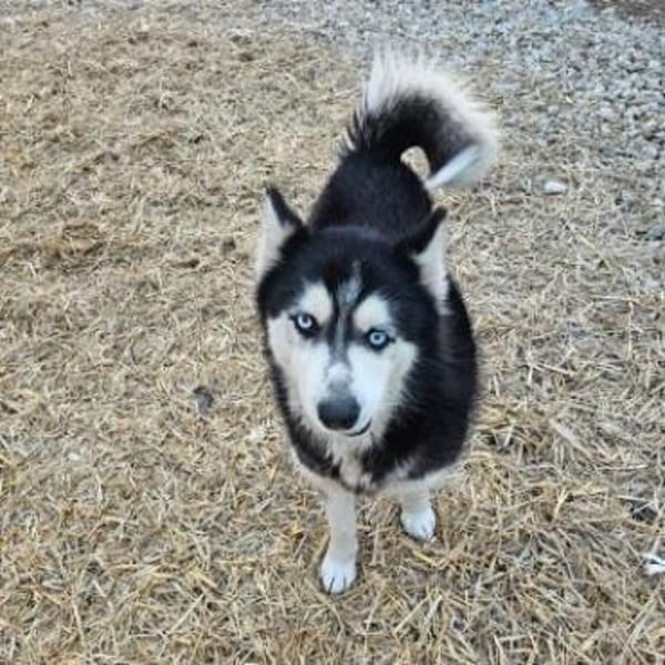 Vickysanft, verschmust, ganz besonders