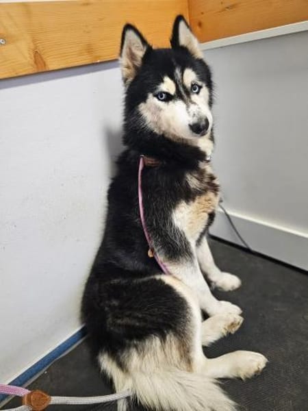 Vickysanft, verschmust, ganz besonders