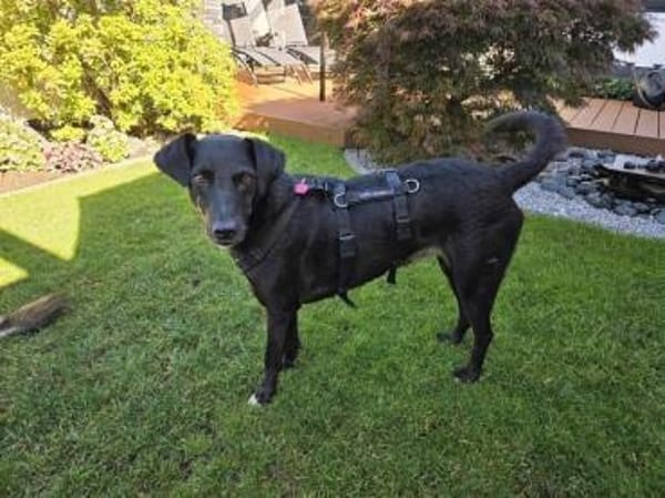 SABINA -ruhig & verschmust-