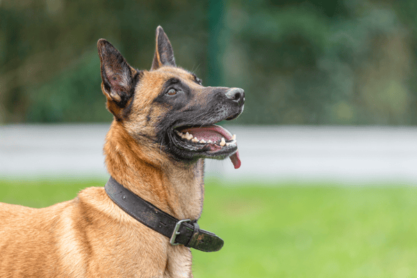 PETIT COEUR HAA24688