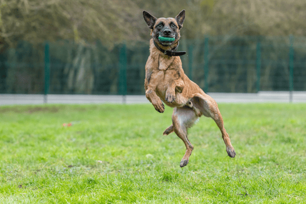 PETIT COEUR HAA24688