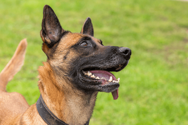 PETIT COEUR HAA24688