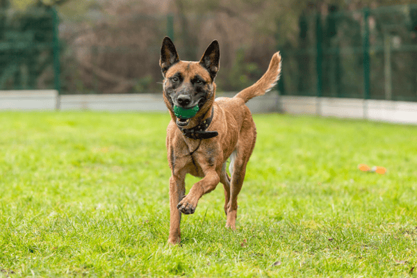 PETIT COEUR HAA24688