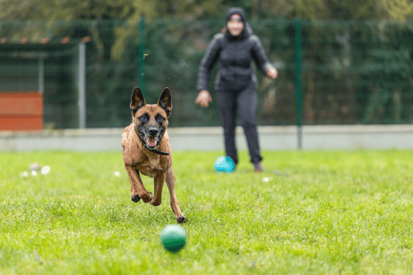 PETIT COEUR HAA24688