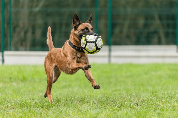 PETIT COEUR HAA24688