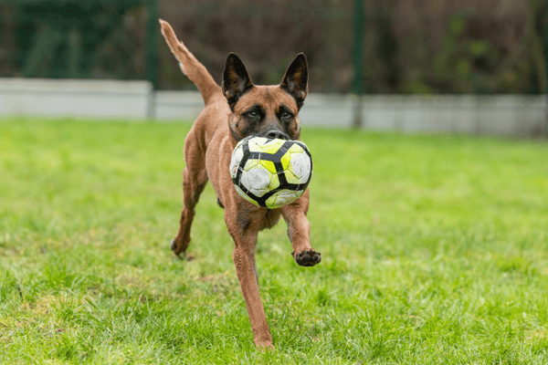 PETIT COEUR HAA24688