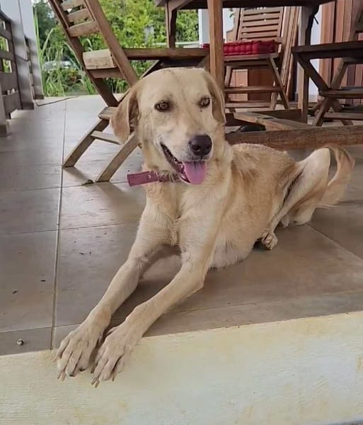 Suzie la belle et douce louloute