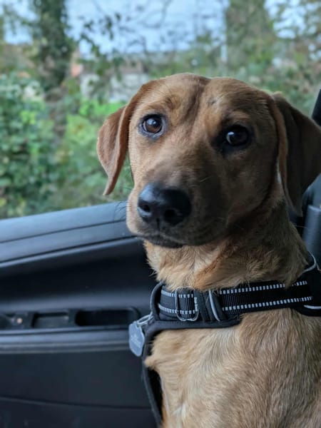 Dixy la joyeuse et dynamique louloute