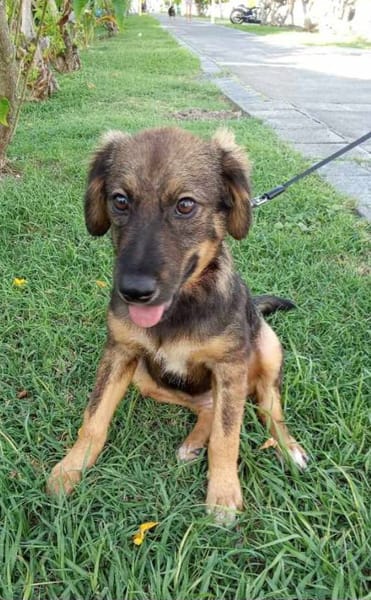 Azzura, femelle X berger née le 04/09/2025