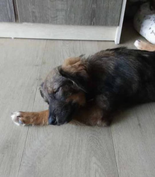 Azzura, femelle X berger née le 04/09/2025