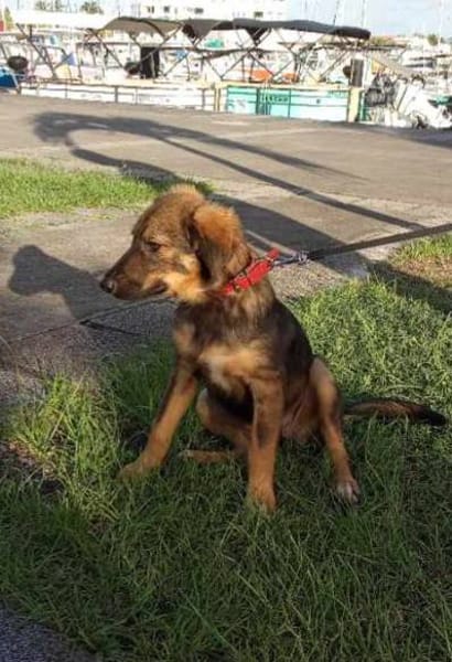 Azzura, femelle X berger née le 04/09/2025