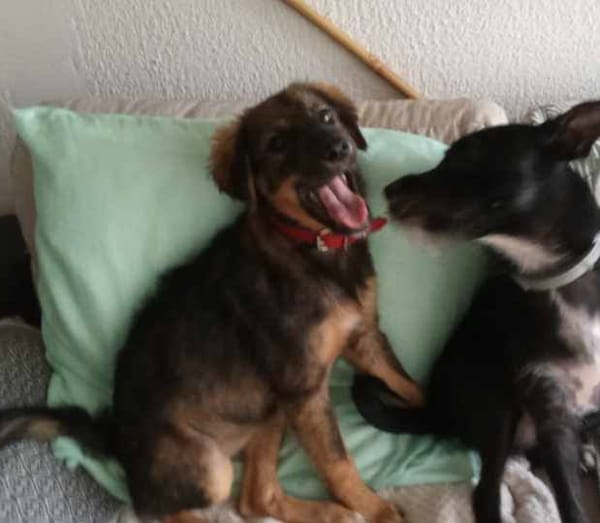 Azzura, femelle X berger née le 04/09/2025