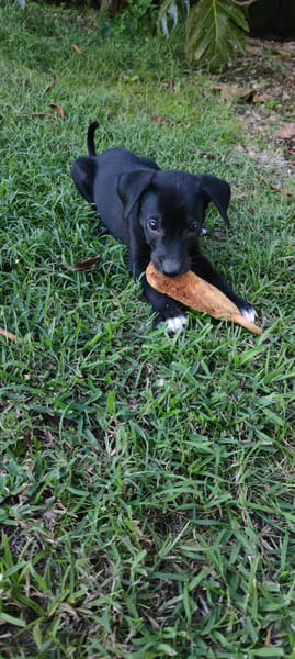 Belko, mâle X berger, né le 26/09/2025 🐶