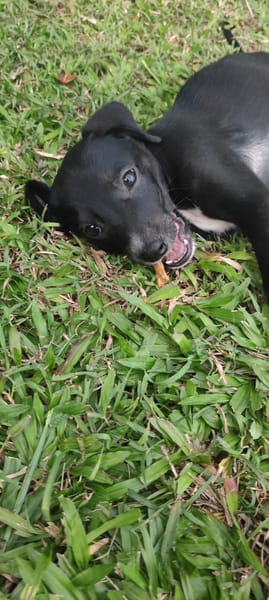 Belko, mâle X berger, né le 26/09/2025 🐶