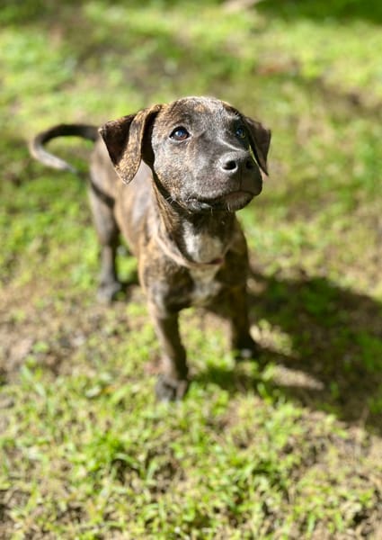 Filou, Mâle X croisé, né le 21/09/2025