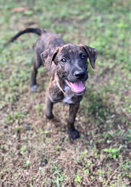 Filou, Mâle X croisé, né le 21/09/2025